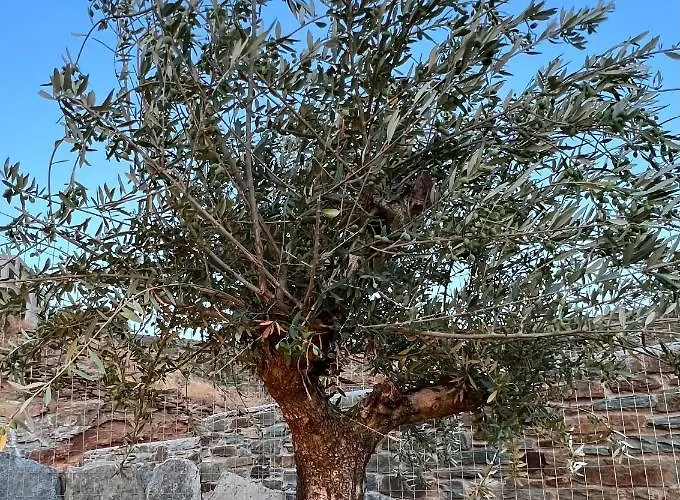 Aerino Seaside * Agios Romanos